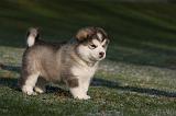 ALASKAN MALAMUTE 632